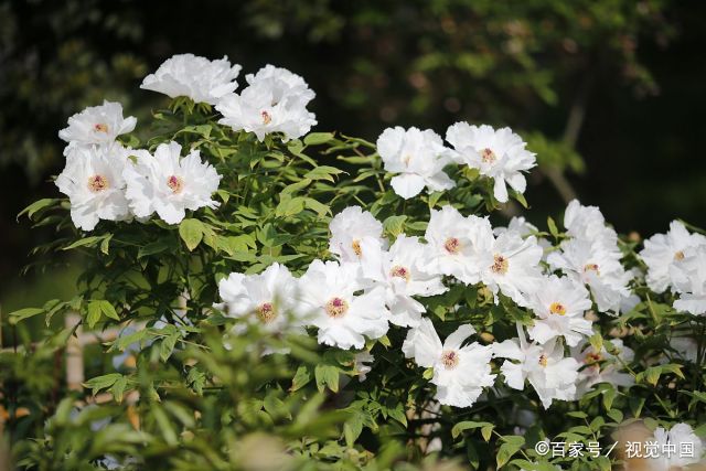 牡丹別名:木芍藥.牡丹原產我國西北部,秦嶺和陝北山地多野生.